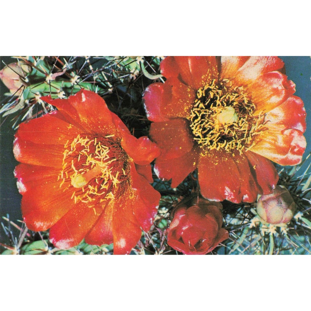 Vintage Cane Cholla Opuntia Spinosior Cactus Flower Postcard RC Proctor CKC-11